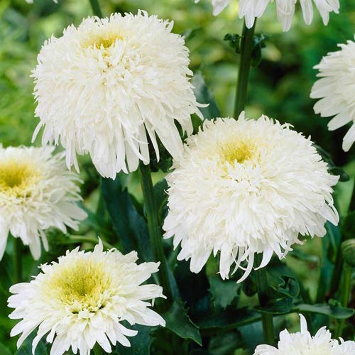 Хризантема махровая Фата артикул фото 1 Хризантема махровая Фата изображение 1 артикул 74282