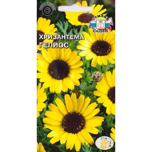 Хризантема Гелиос Седек изображение 1 артикул 93994