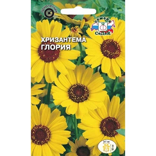 Хризантема Глория Седек изображение 1 артикул 93995