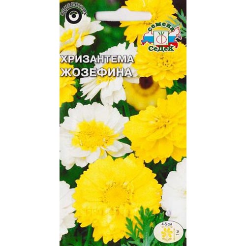 Хризантема Жозефина, смесь окрасок Седек изображение 1 артикул 93996