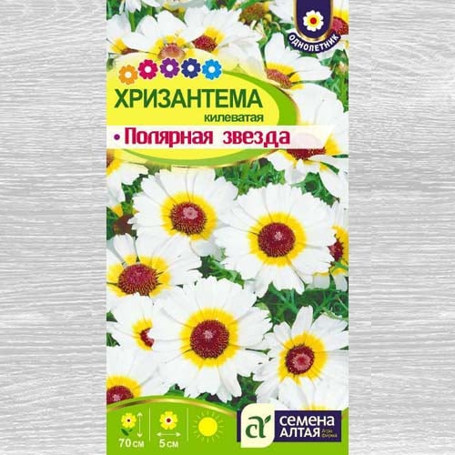 Хризантема Полярная звезда изображение 1 артикул 78178