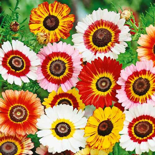 Хризантема килеватая Радуга, смесь окрасок артикул фото 1 Хризантема килеватая Радуга, смесь окрасок изображение 1 артикул 74281