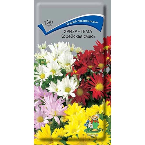 Хризантема Корейская, смесь окрасок Поиск изображение 1 артикул 93141