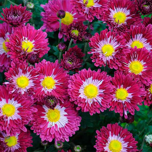 Хризантема корейская изображение 1 артикул 01418