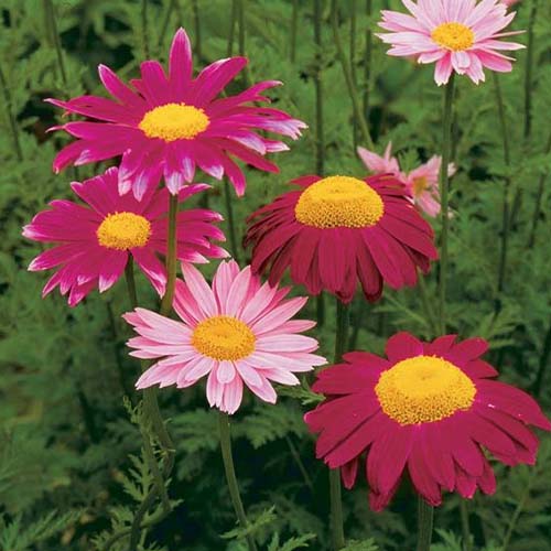 Хризантема перистая изображение 1 артикул 01420