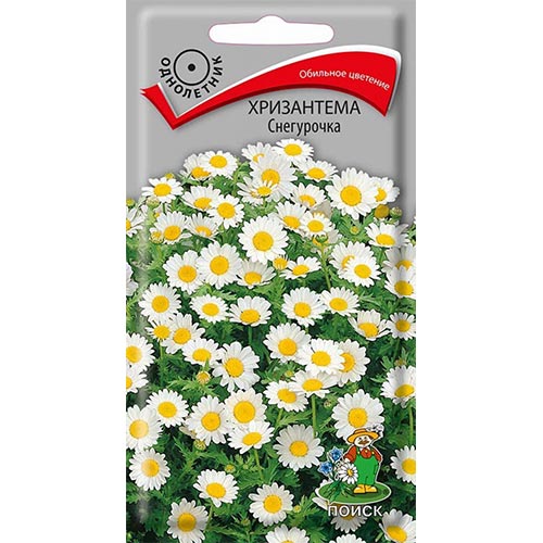 Хризантема Снегурочка Поиск изображение 1 артикул 93142