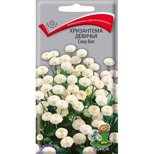 Хризантема Сноу бол Поиск изображение 1 артикул 93143