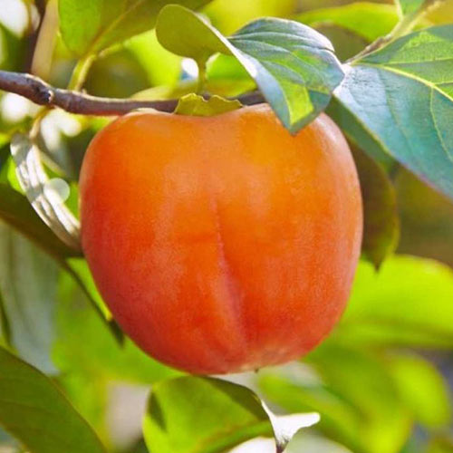 Хурма Королек артикул фото 1 Хурма Королек изображение 1 артикул 7453