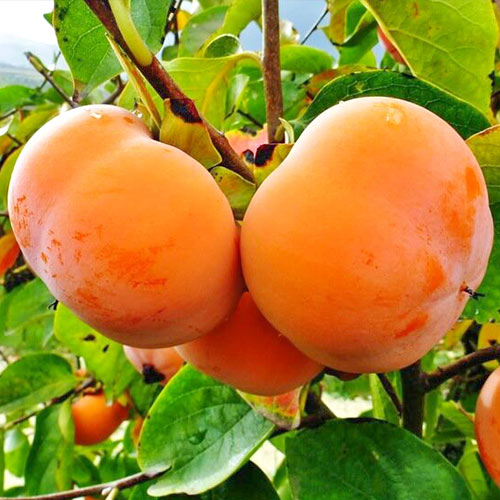 Хурма Гора Роман Кош изображение 1 артикул 4270