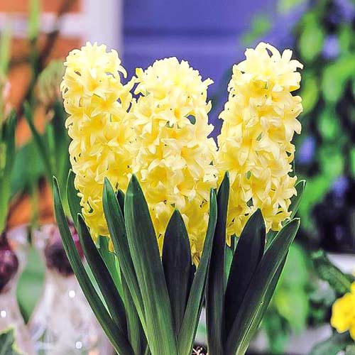 Гиацинт Джипси Принцесс изображение 1 артикул 67364