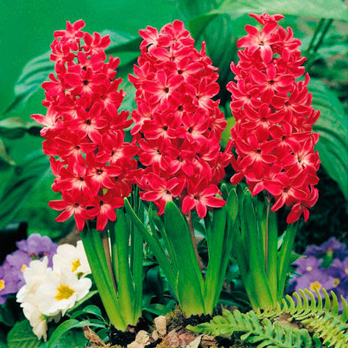 Гиацинт Ред Меджик  артикул фото 2 Гиацинт Ред Меджик  изображение 2 артикул 67366