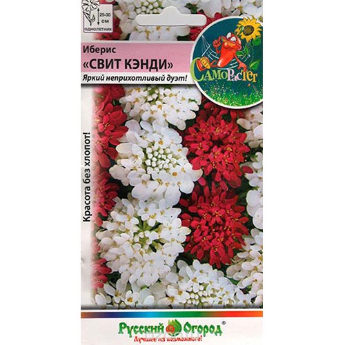 Иберис Свит Кэнди, смесь окрасок НК изображение 1 артикул 92512