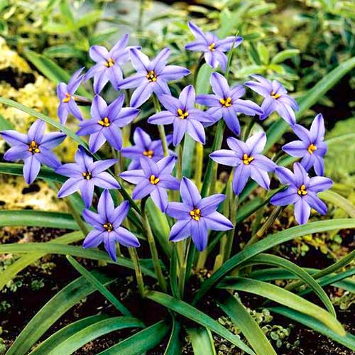 Ифейон Фроил Мил изображение 1 артикул 70229