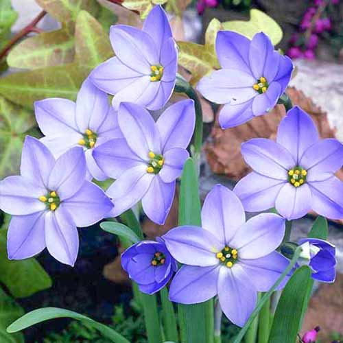 Ифейон Рольф Фидлер изображение 1 артикул 70228