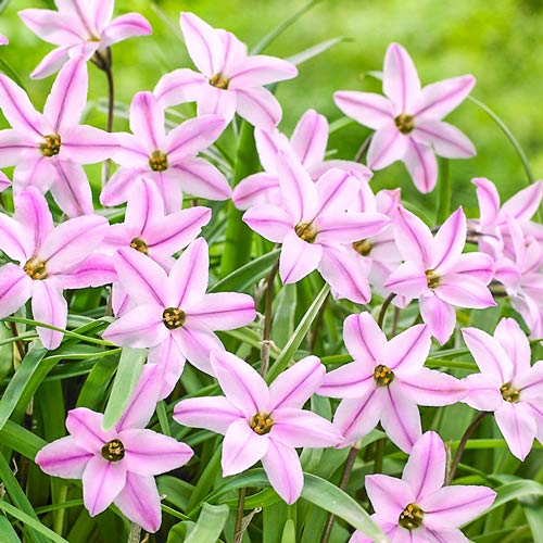 Ифейон Шарлотта Бишоп изображение 1 артикул 68013