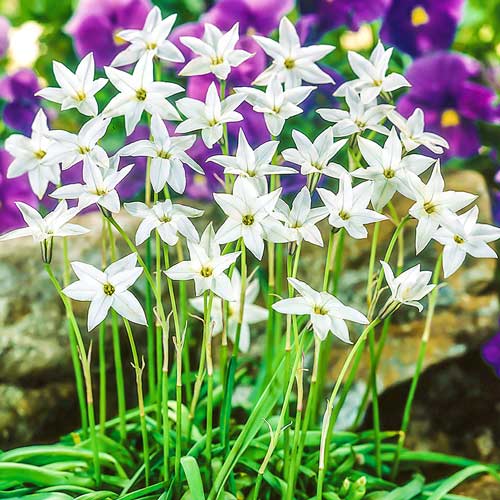 Ифейон Вайт Стар изображение 1 артикул 68059