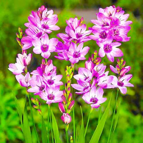 Иксия Панорама изображение 1 артикул 67223