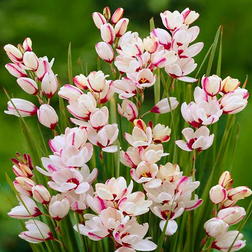 Иксия Прожектор артикул фото 1 Иксия Прожектор изображение 1 артикул 2940