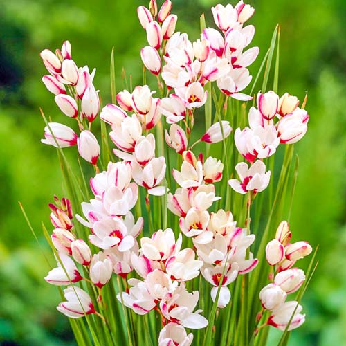 Иксия Спотлайт изображение 1 артикул 76296