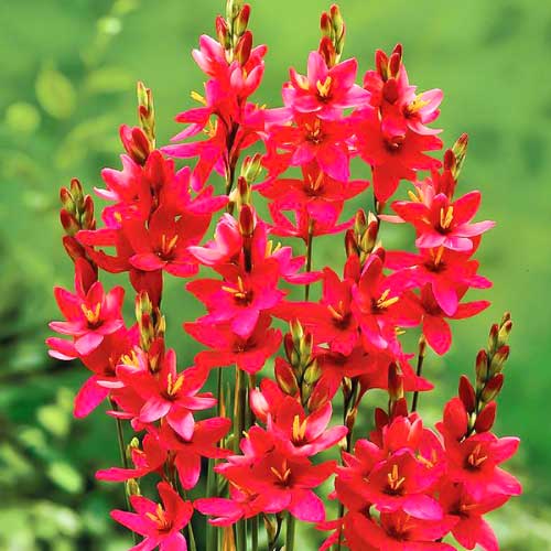 Иксия Венус изображение 1 артикул 68283