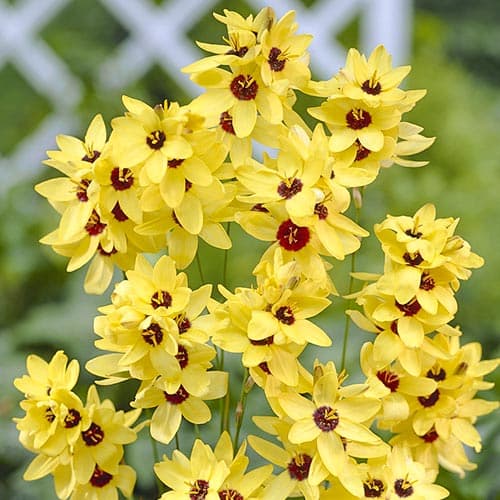 Иксия Йеллоу Эмперор изображение 1 артикул 76298