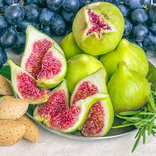 Инжир Далматский изображение 1 артикул 4199