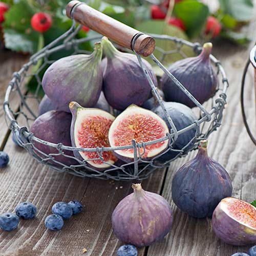 Инжир Фиолетовый изображение 1 артикул 4202