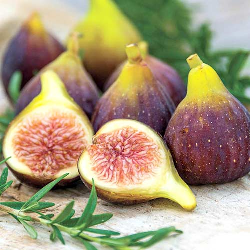 Инжир Никитинский ранний изображение 1 артикул 4200