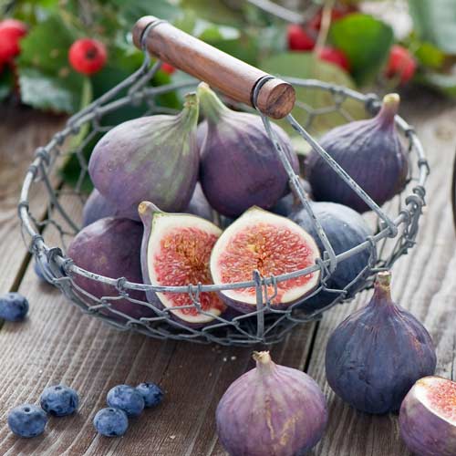 Инжир Виолетта Нормандия изображение 1 артикул 67843