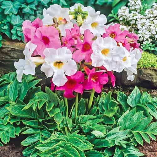 Инкарвиллея, микс изображение 1 артикул 68286