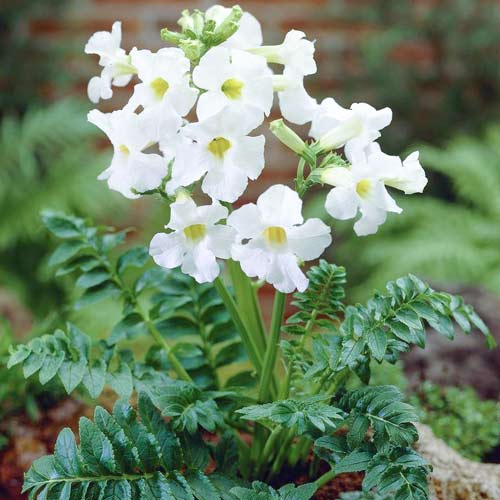 Инкарвиллея Сноутоп изображение 1 артикул 76463