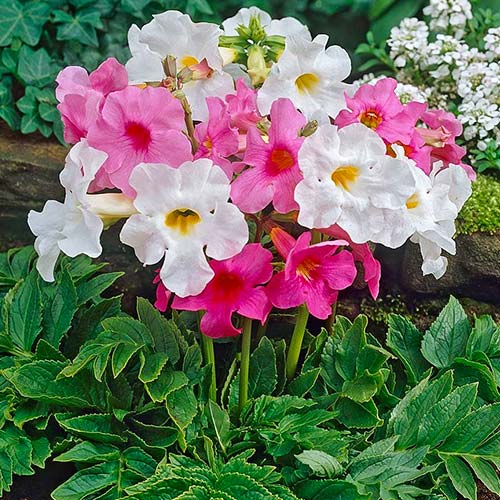 Инкарвиллея Шерон F1, смесь окрасок изображение 1 артикул 81346