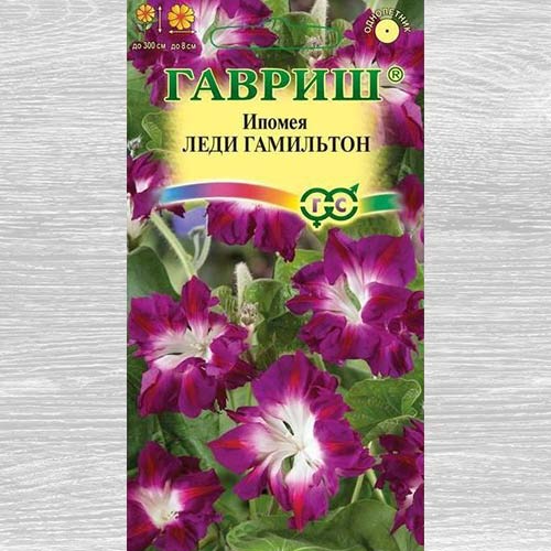Ипомея Леди Гамильтон Гавриш изображение 1 артикул 73843