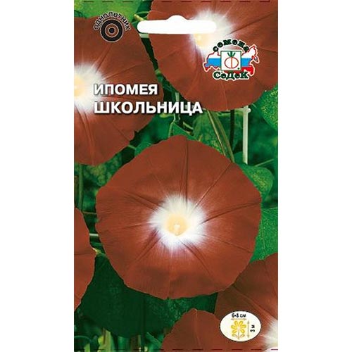 Ипомея Школьница Седек артикул фото 1 Ипомея Школьница Седек изображение 1 артикул 93794