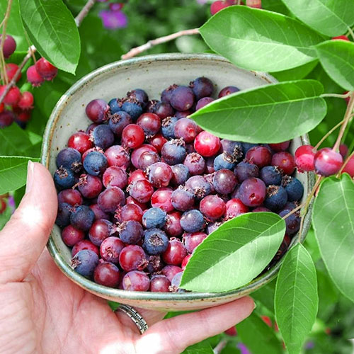 Ирга Бриллиант изображение 1 артикул 9310