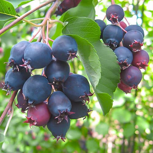 Ирга Нортлайн артикул фото 1 Ирга Нортлайн изображение 1 артикул 9331