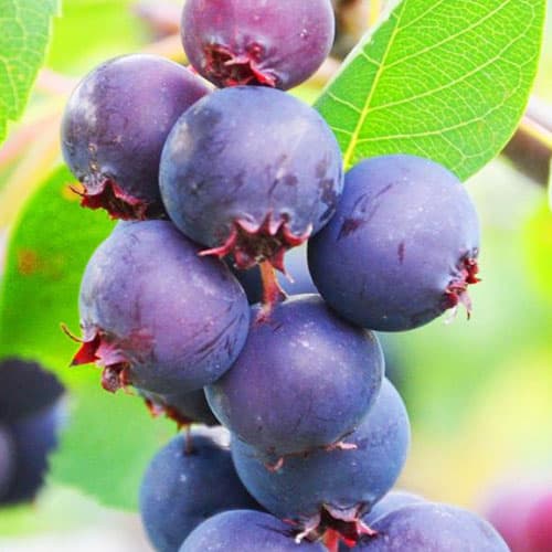 Ирга Смоки артикул фото 1 Ирга Смоки изображение 1 артикул 9332