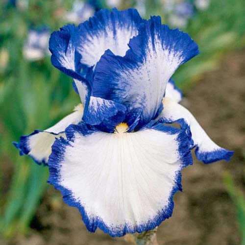 Ирис бородатый (германский) Блю энд Уайт изображение 1 артикул 67206