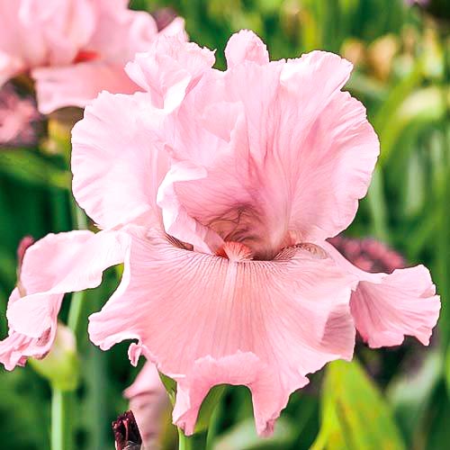 Ирис германский Пинк изображение 1 артикул 67377