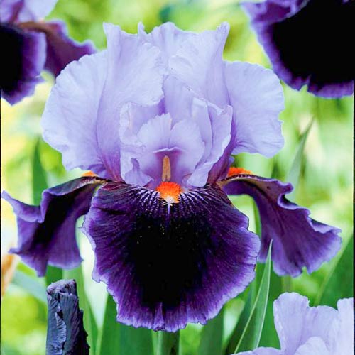 Ирис бородатый (германский) Пурпл/Лила изображение 1 артикул 67208