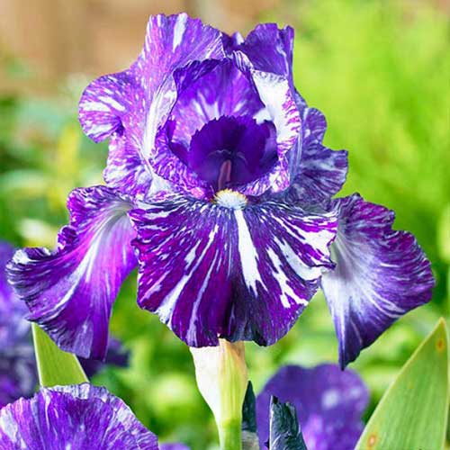 Ирис бородатый (германский) Пурпл Страйпед Уайт изображение 1 артикул 67209