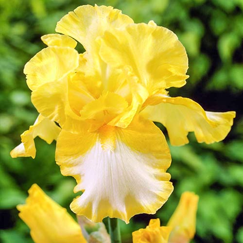 Ирис германский Фриндж оф Голд артикул фото 1 Ирис германский Фриндж оф Голд изображение 1 артикул 76533