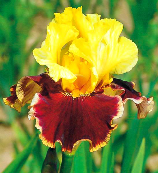 Ирис германский Олл Зет Джаз изображение 1 артикул 76532