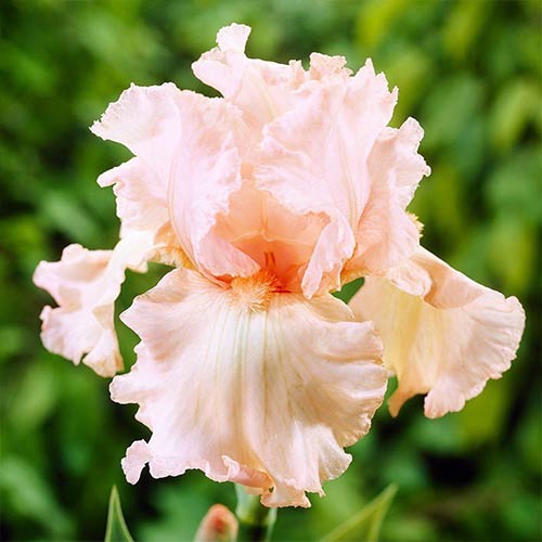 Ирис германский Парадайз артикул фото 1 Ирис германский Парадайз изображение 1 артикул 76594