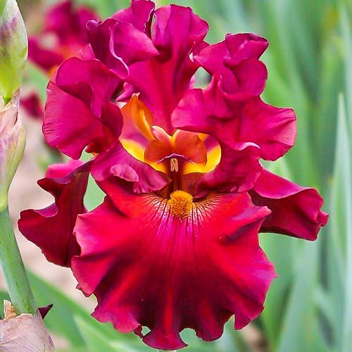 Ирис германский Ред изображение 1 артикул 68290