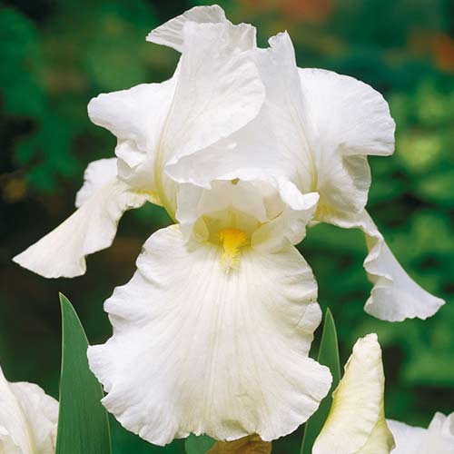 Ирис германский Скейтинг Пати изображение 1 артикул 70272