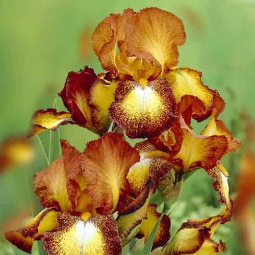 Ирис германский Споттед Йеллоу артикул фото 1 Ирис германский Споттед Йеллоу изображение 1 артикул 76595