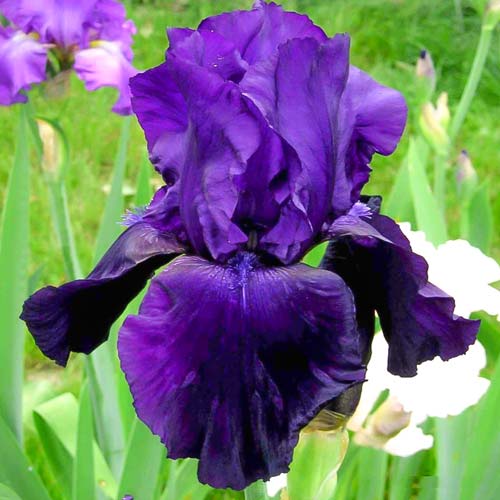 Ирис германский Тукседо изображение 1 артикул 76293