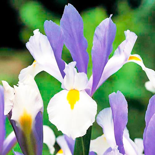 Ирис голландский Сильвер Бьюти изображение 1 артикул 67147