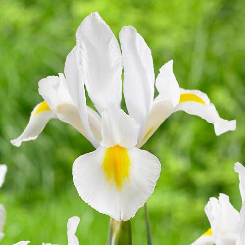 Ирис голландский Вайт, микс изображение 1 артикул 68126